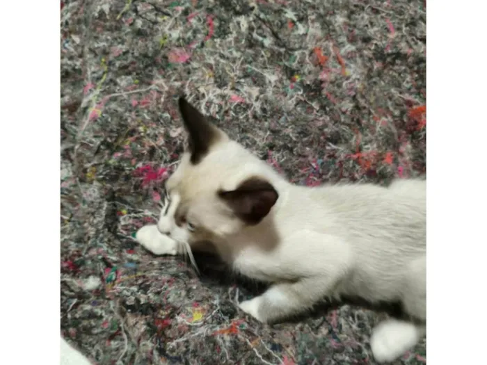 Gato ra a SRD-ViraLata idade 2 a 6 meses nome Dudu