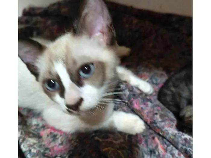 Gato ra a SRD-ViraLata idade 2 a 6 meses nome Dudu