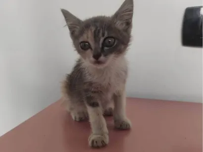 Gato raça SRD-ViraLata idade 2 a 6 meses nome Gatinha