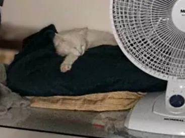 Gato ra a SRD-ViraLata idade 1 ano nome Diana