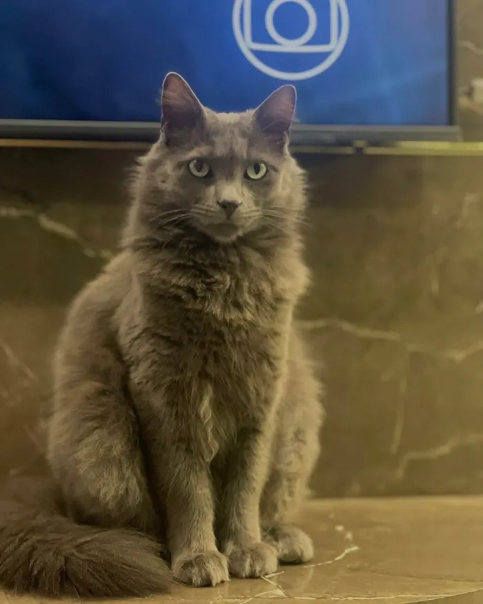 Gato ra a SRD-ViraLata idade 5 anos nome Batman 