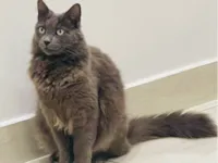 Gato raça SRD-ViraLata idade 5 anos nome Batman 