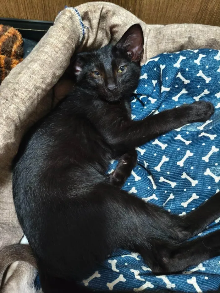 Gato ra a SRD-ViraLata idade 2 a 6 meses nome Morfeu