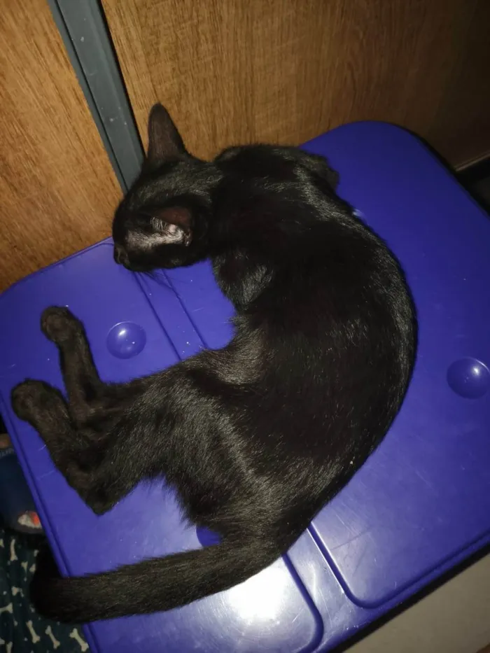 Gato ra a SRD-ViraLata idade 2 a 6 meses nome Morfeu