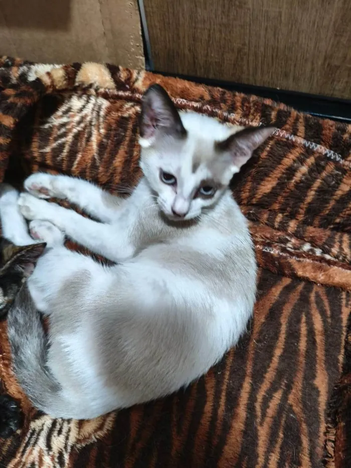 Gato ra a SRD-ViraLata idade 2 a 6 meses nome Clarinha, nasceu em 30/07/2025