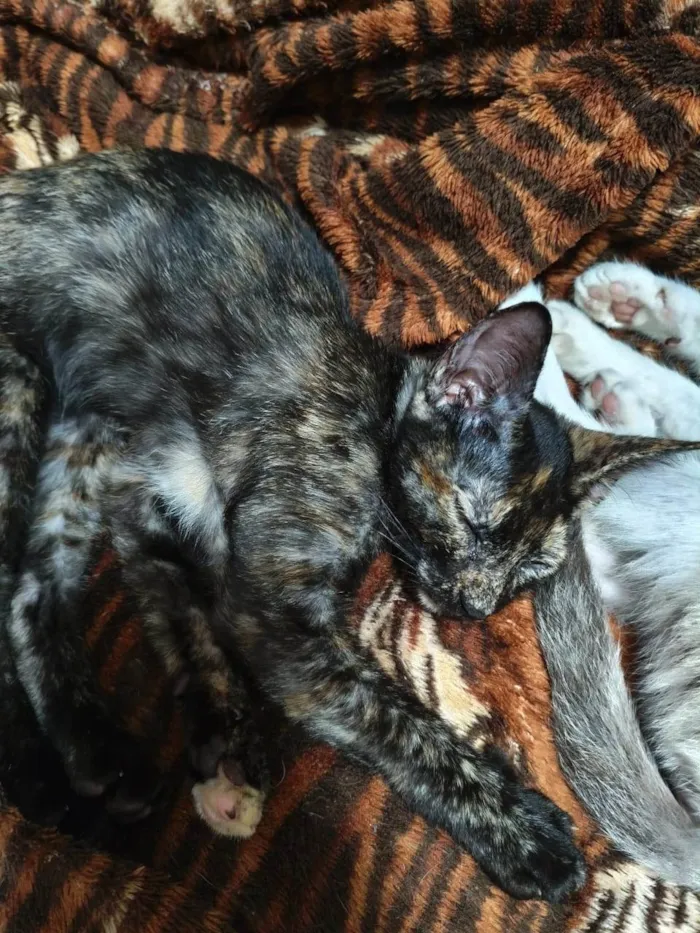 Gato ra a SRD-ViraLata idade 2 a 6 meses nome Olívia