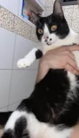 Gato ra a SRD-ViraLata idade 5 anos nome Jade