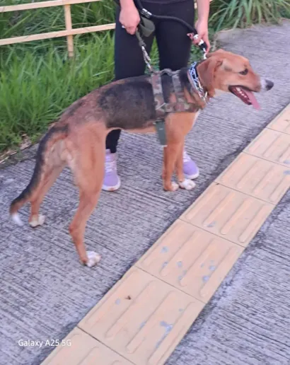 Cachorro ra a SRD-ViraLata idade 1 ano nome Greta