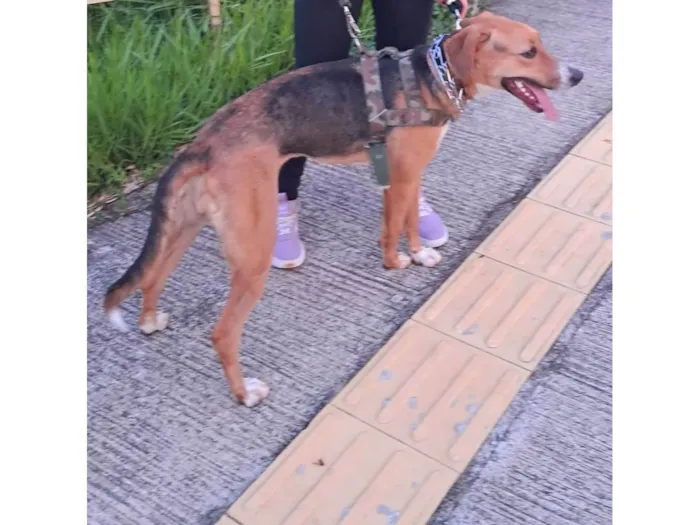 Cachorro ra a SRD-ViraLata idade 1 ano nome Greta