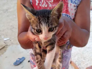 Gato raça SRD-ViraLata idade Abaixo de 2 meses nome Não tem nome 