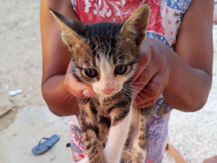 Gato ra a SRD-ViraLata idade Abaixo de 2 meses nome Não tem nome 