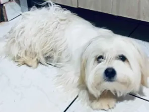 Cachorro raça Maltês idade 7 a 11 meses nome Pandora