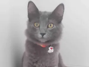 Gato raça Exótico idade 3 anos nome TOM