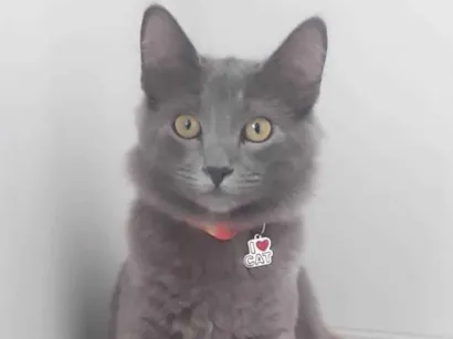 Gato ra a Exótico idade 3 anos nome TOM