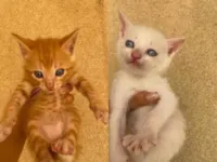 Gato ra a Exótico idade Abaixo de 2 meses nome Filhotes de gato