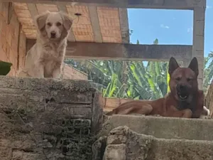 Cachorro raça Chow Chow idade 2 anos nome Bruce