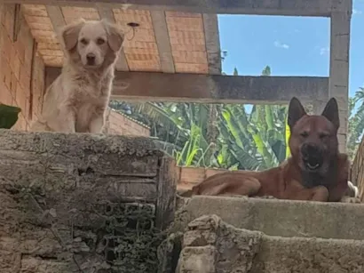 Cachorro raça Chow Chow idade 2 anos nome Bruce