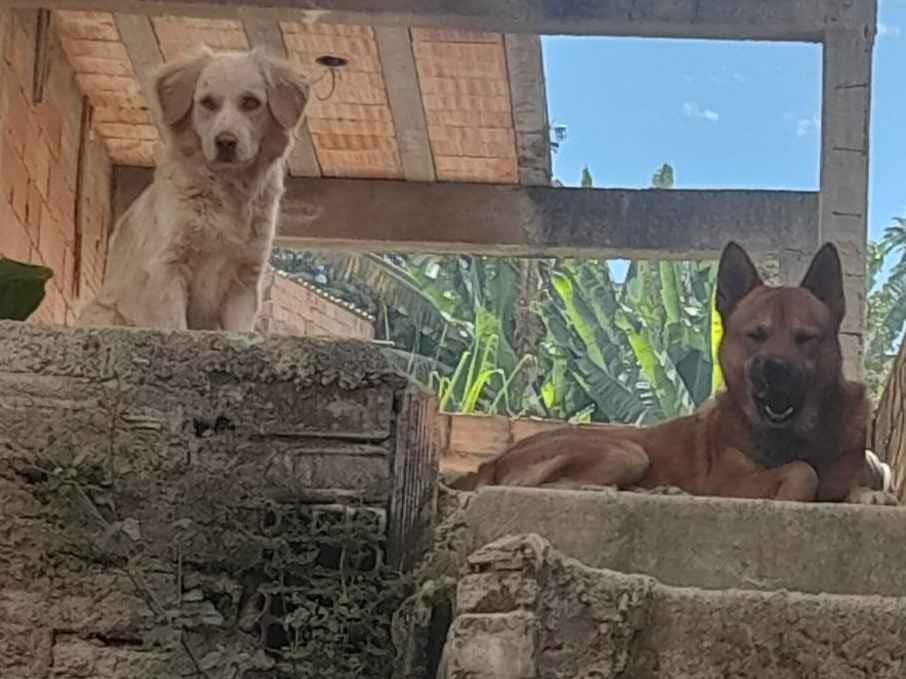 Cachorro ra a Chow Chow idade 2 anos nome Bruce