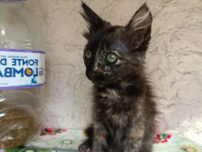 Gato ra a SRD-ViraLata idade 2 a 6 meses nome Sem nome