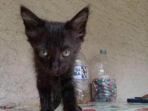 Gato raça SRD-ViraLata idade 2 a 6 meses nome Sem nome