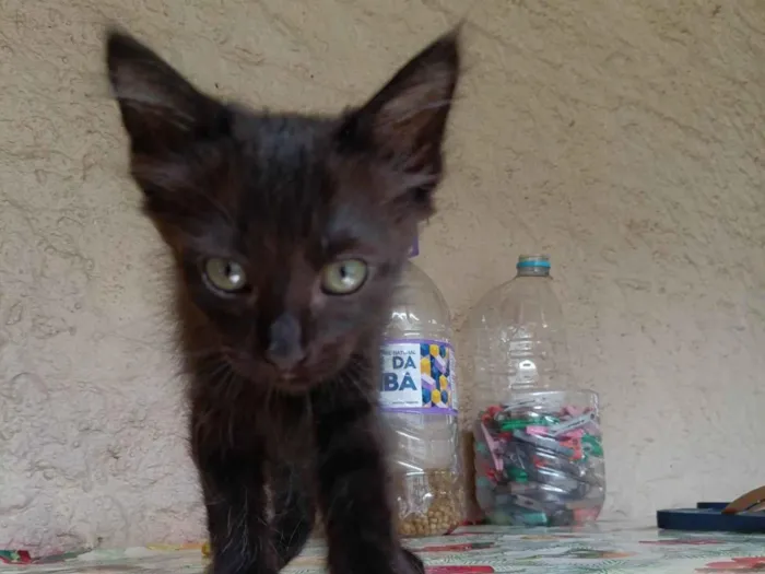 Gato ra a SRD-ViraLata idade 2 a 6 meses nome Sem nome