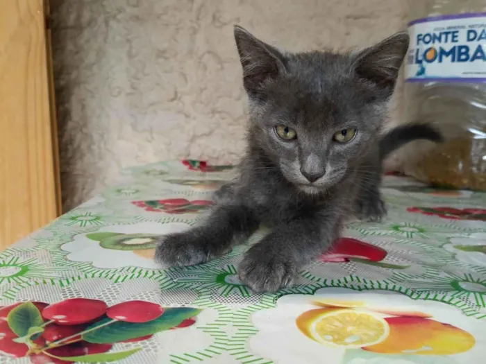 Gato ra a SRD-ViraLata idade 2 a 6 meses nome Sem nome