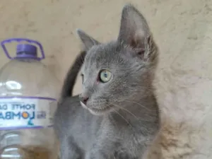 Gato raça SRD-ViraLata idade 2 a 6 meses nome Sem nome (1)