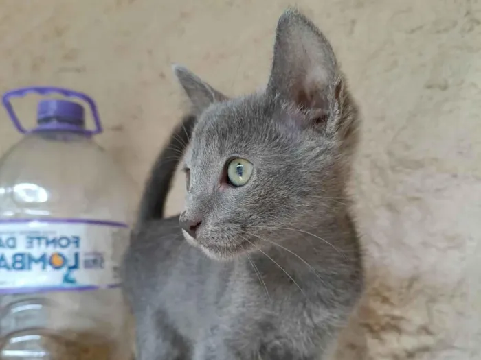 Gato ra a SRD-ViraLata idade 2 a 6 meses nome Sem nome (1)