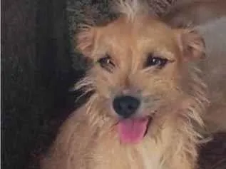 Cachorro ra a SRD-ViraLata idade 4 anos nome Maya 