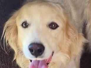 Cachorro ra a SRD-ViraLata idade 5 anos nome Nik 