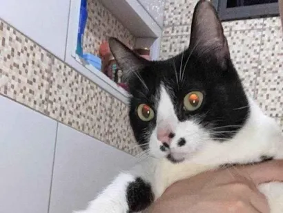 Gato raça SRD-ViraLata idade 5 anos nome Jade