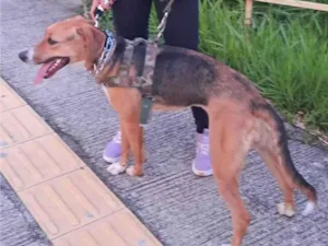 Cachorro raça SRD-ViraLata idade 1 ano nome Greta