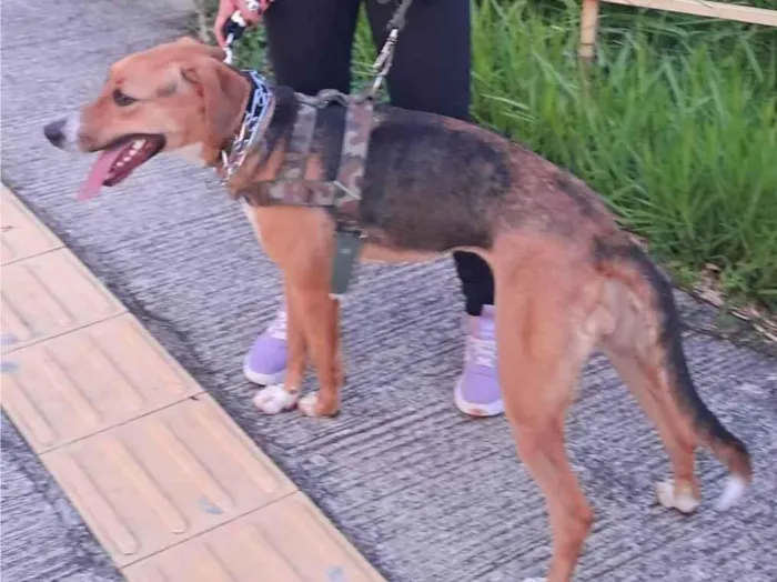 Cachorro raça SRD-ViraLata idade 1 ano nome Greta