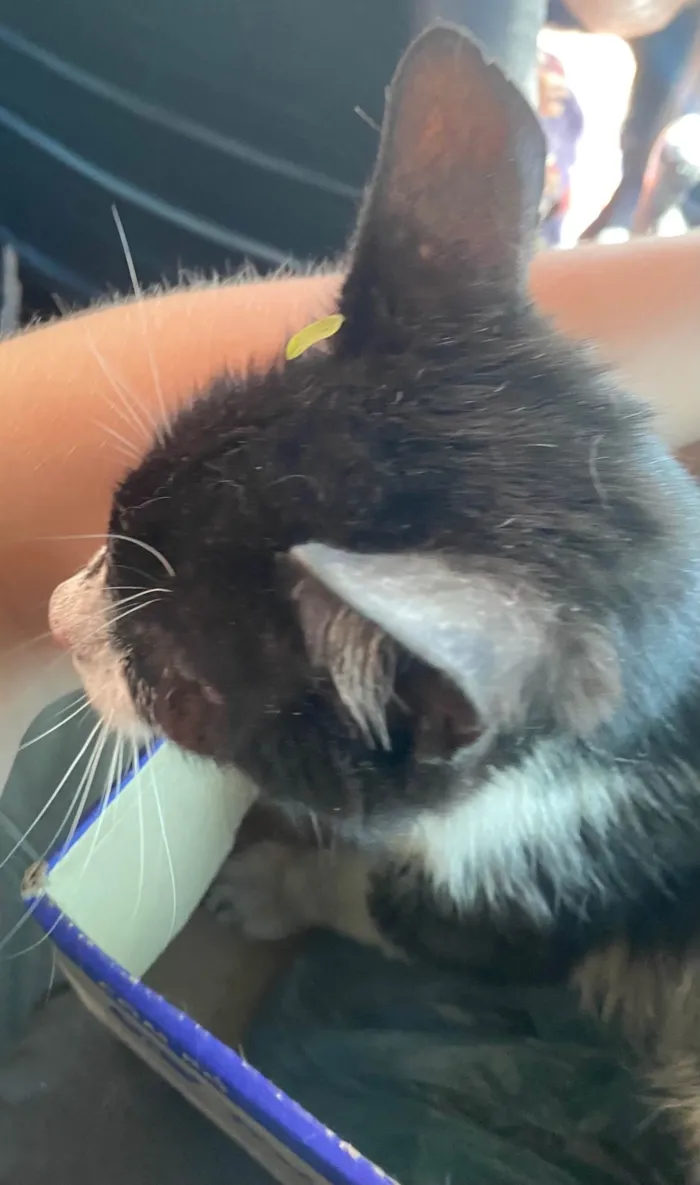 Gato raça SRD-ViraLata idade 3 anos nome Lana