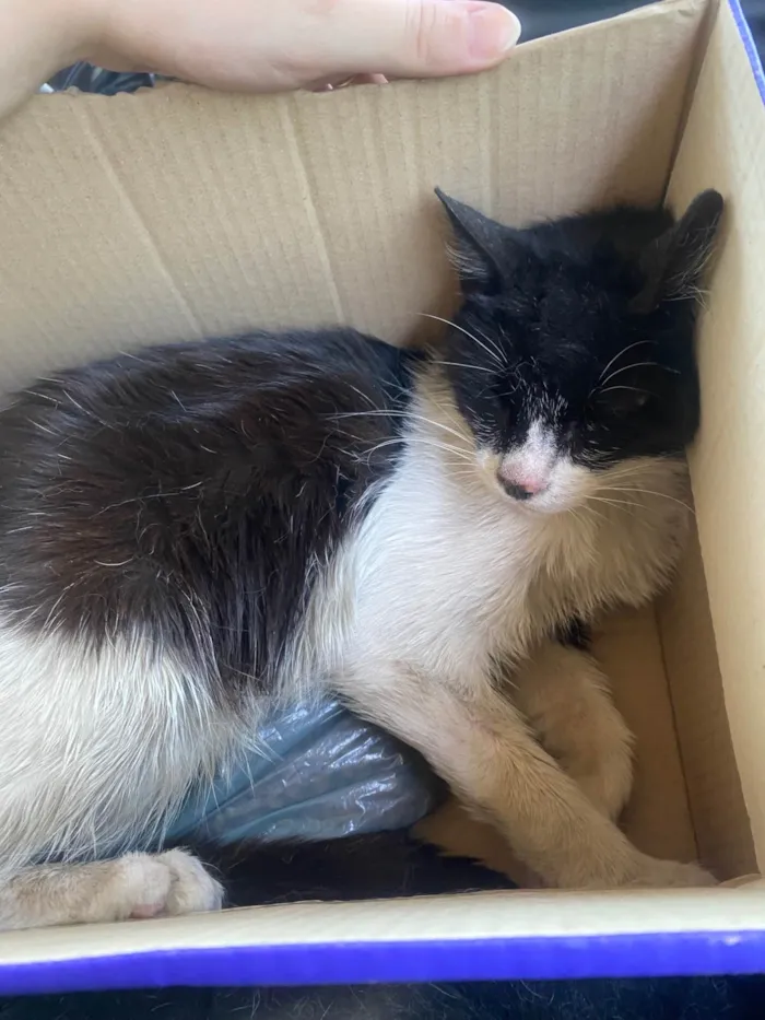 Gato raça SRD-ViraLata idade 3 anos nome Lana