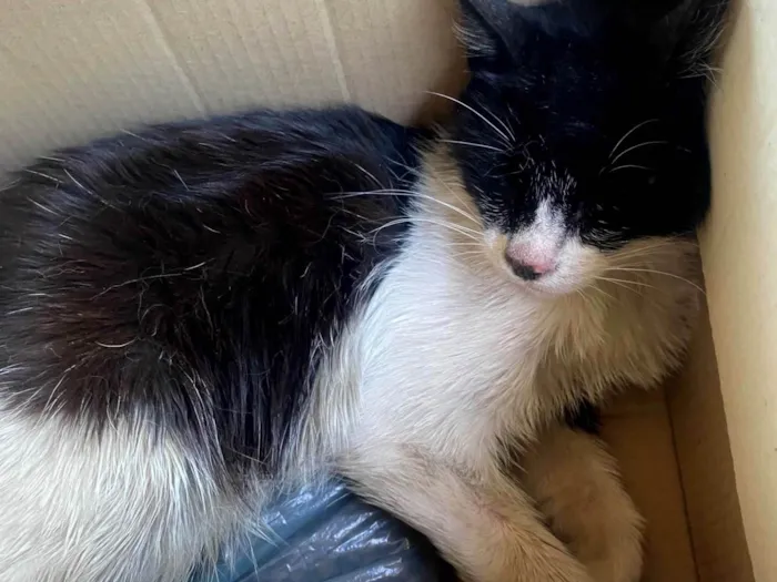 Gato raça SRD-ViraLata idade 3 anos nome Lana