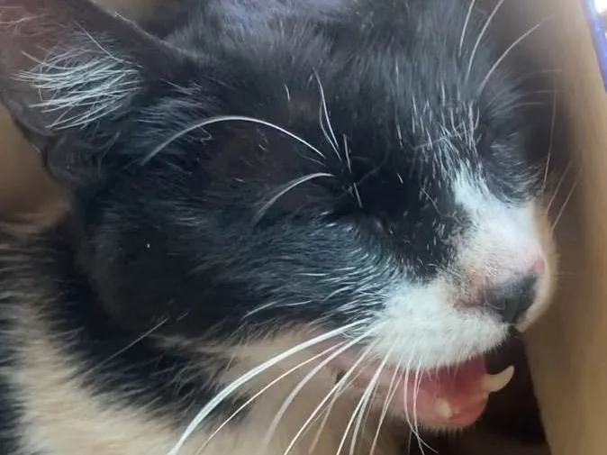 Gato raça SRD-ViraLata idade 3 anos nome Lana