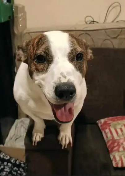 Cachorro ra a Pit-Bull idade 2 anos nome Gamora