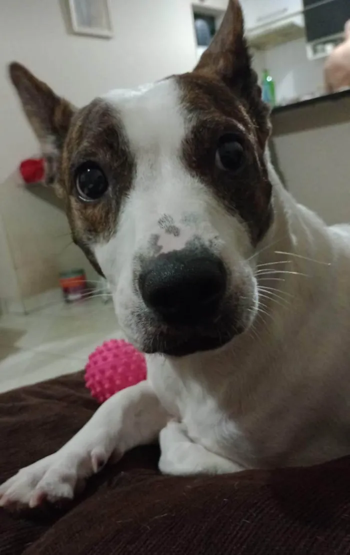 Cachorro ra a Pit-Bull idade 2 anos nome Gamora