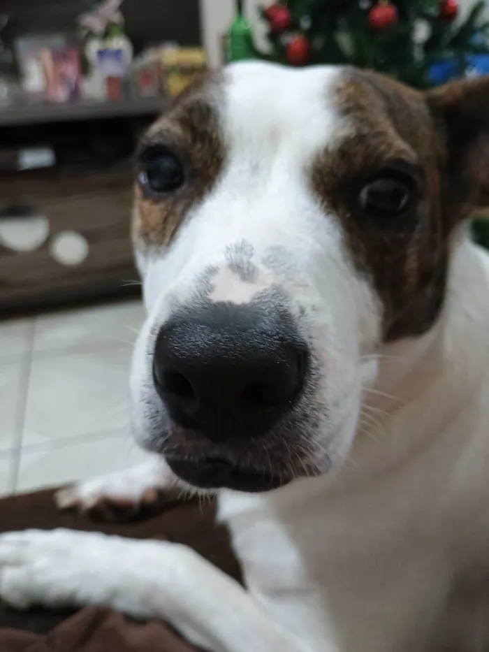 Cachorro ra a Pit-Bull idade 2 anos nome Gamora