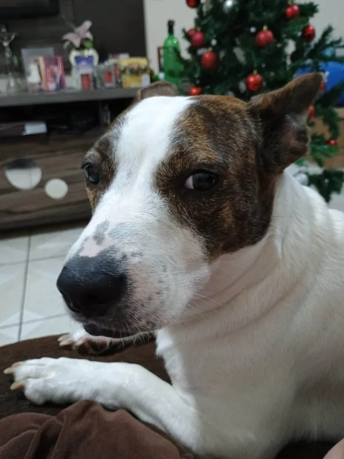Cachorro ra a Pit-Bull idade 2 anos nome Gamora