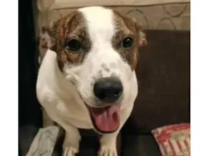 Cachorro ra a Pit-Bull idade 2 anos nome Gamora