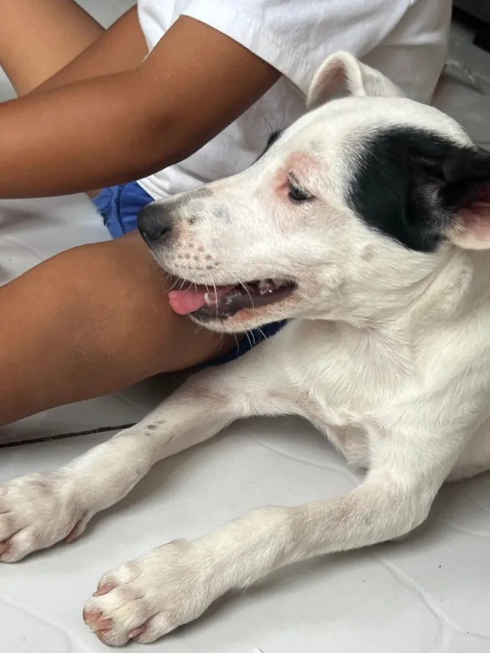 Cachorro ra a SRD-ViraLata idade 7 a 11 meses nome Pirata 