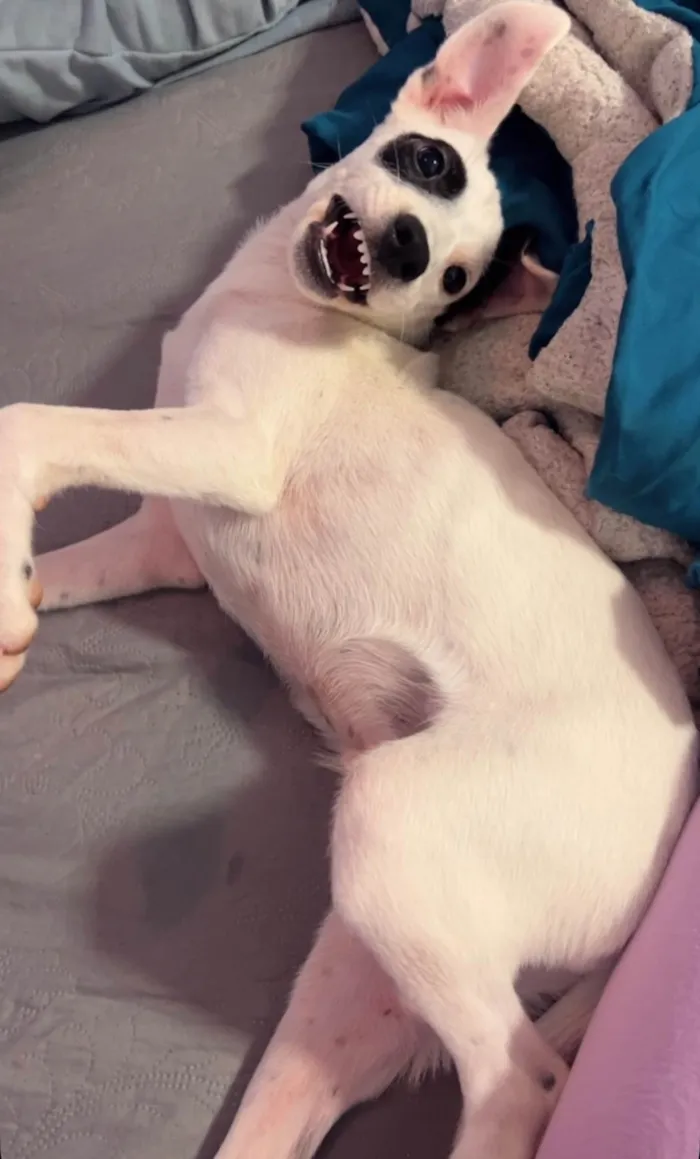 Cachorro ra a SRD-ViraLata idade 7 a 11 meses nome Pirata 