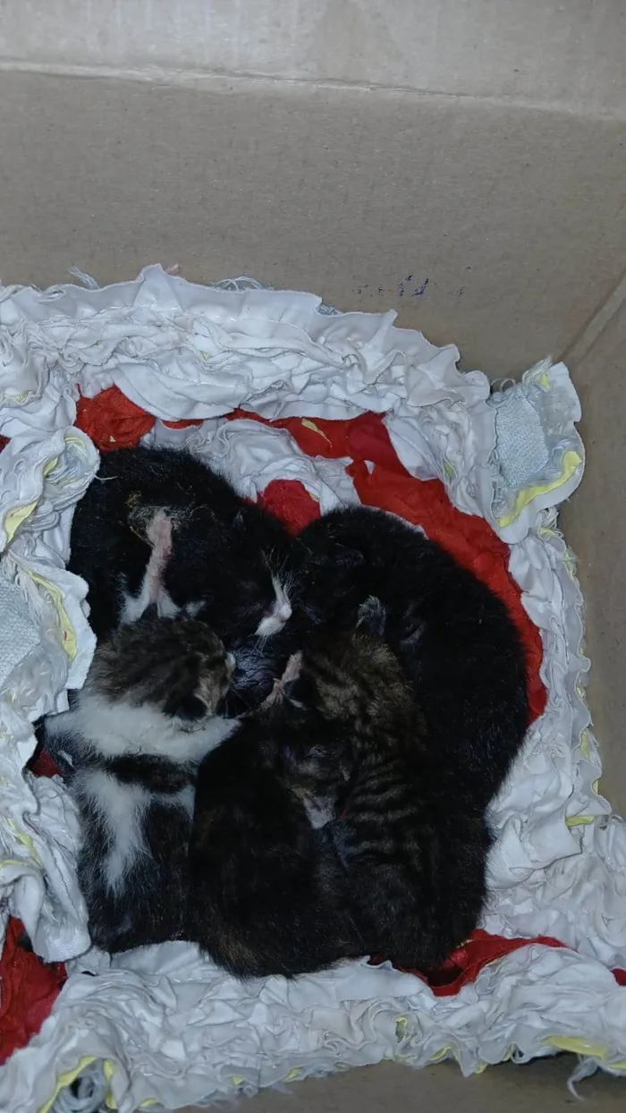 Gato raça SRD-ViraLata idade Abaixo de 2 meses nome São 6 estão sem nomes