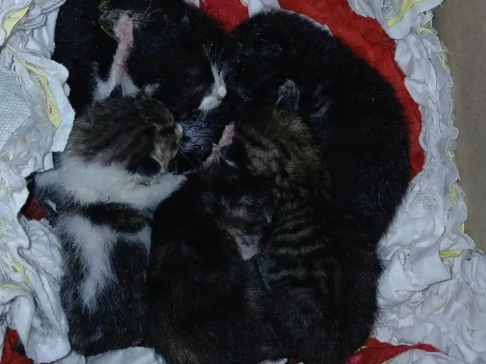 Gato raça SRD-ViraLata idade Abaixo de 2 meses nome São 6 estão sem nomes