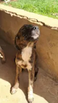 Cachorro ra a SRD-ViraLata idade 7 a 11 meses nome Michele