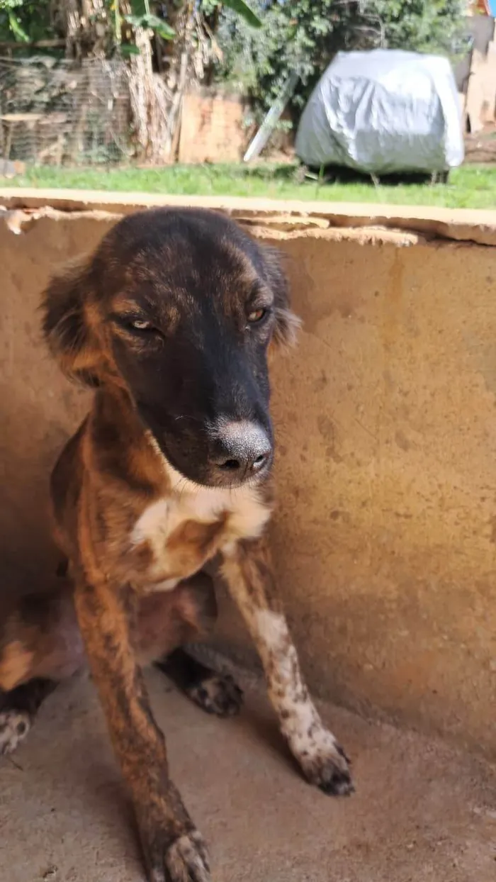 Cachorro ra a SRD-ViraLata idade 7 a 11 meses nome Michele