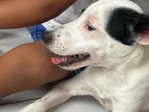 Cachorro raça SRD-ViraLata idade 7 a 11 meses nome Pirata 