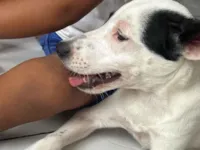 Cachorro ra a SRD-ViraLata idade 7 a 11 meses nome Pirata 